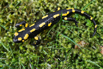 Fire salamander (Salamandra salamandra) in a nature