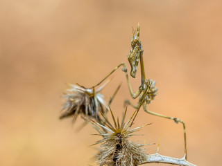 Conehead praying mantis nymph