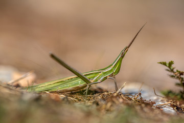 Acrida ungarica grasshopper