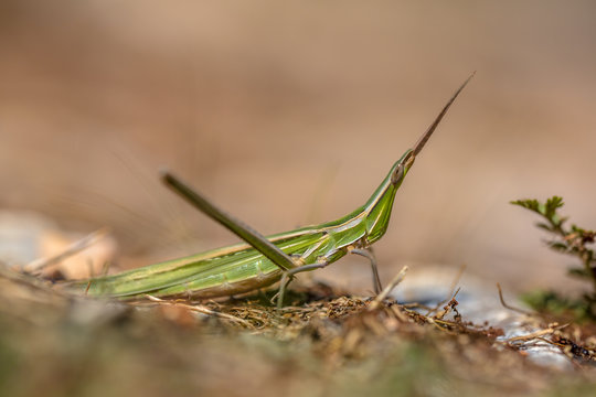 Acrida ungarica grasshopper