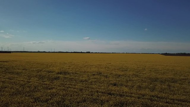 Flug &uuml;ber ein Rapsfeld