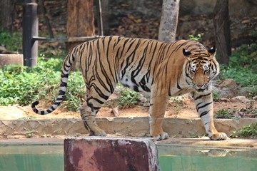 Animal,  it is in Thai zoo,  Thailand Asia.