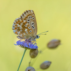 Chalkhill blue butterfly