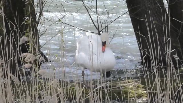 cigno reale