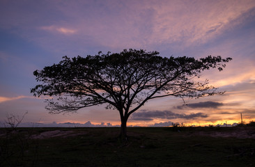 Fototapeta na wymiar tree silhouette with beautiful sky in sunset time