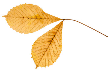 back side of twig with two leaves of buckeye