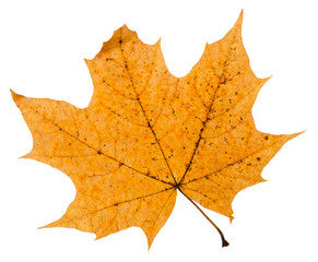 broken autumn leaf of maple tree isolated