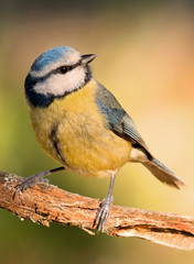 Obraz premium Blue Tit perched on a branch