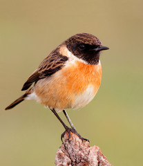 Small bird on a slim branch
