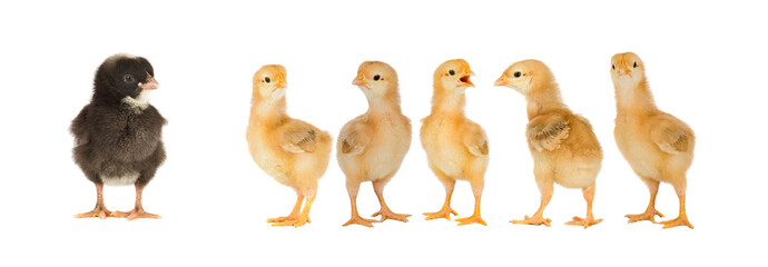 Yellow chickens looking at one black