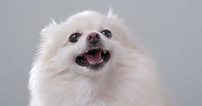 White pomeranian dog getting angry