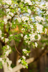 Blooming white apple tree flowers