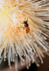 Fototapeta premium Bee on Rose apple flower.