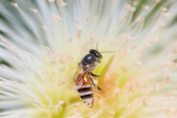 Bee on Rose apple flower.