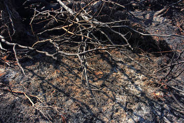 Deforestation in Southeast Asia.
