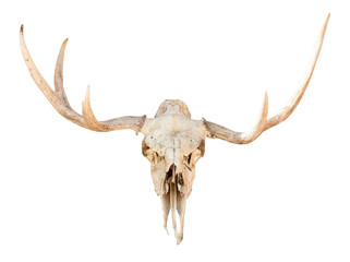 Fototapeta premium front view of skull of young elk animal isolated
