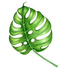 Monstera leaves painted with watercolor isolated on white background. Element for desugn.
