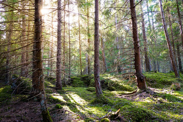 Natural mossy green forest of spruce trees. Golden sunlight before sunset with sun rays pouring through the trees, create mystic, cozy Atmosphere.