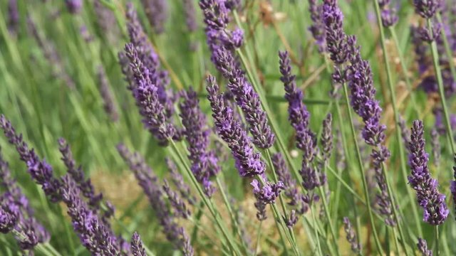 lavanda fiorita