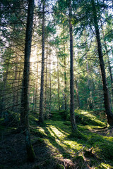 Fototapeta premium Natural mossy green forest of spruce trees. Golden sunlight before sunset with sun rays pouring through the trees, create mystic, cozy Atmosphere.
