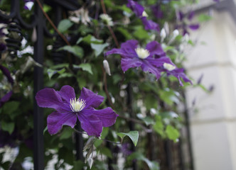 Purple Clematis plant, growing up against a black iron fence