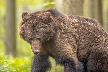Close up of European brown bear in forest habitat