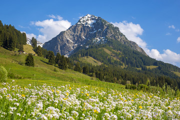 Fototapeta premium Rubihorn - Frühling - Blumen - Löwenzahn - Oberstdorf - Allgäu