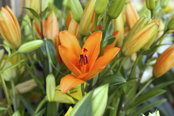 Orange Lily up close - Fritillaria Imperialis - Imperial Crown