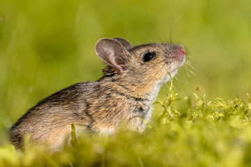 Cute sniffing Wood mouse in green surroundings