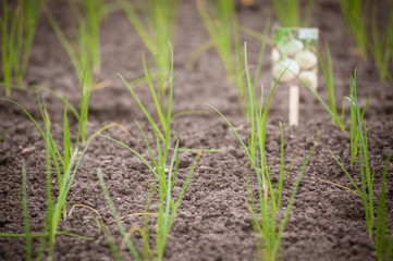 seedlings of white onion