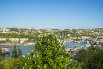 Flowering chestnuts in Sevastopol on a sunny spring day