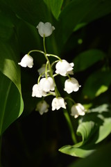 lily of the valley blossoms in a sunny forest
