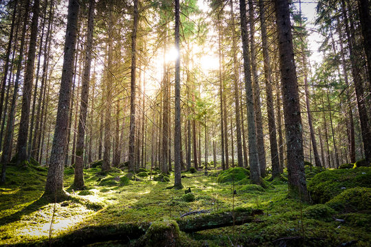 Natural mossy green forest of spruce trees. Golden sunlight before sunset with sun rays pouring through the trees, create mystic, cozy Atmosphere. © Forenius
