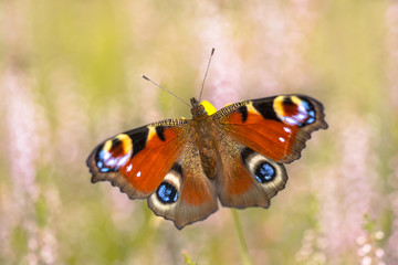 Fototapeta na wymiar Colorful European Peacock butterfly on heath