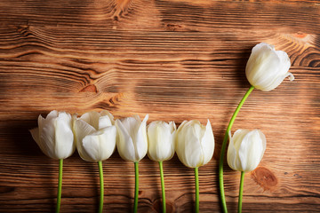 White tulips over old wood background