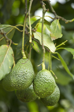 Hass avocados on the tree, cultivation in Colombia