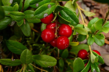 Berries of cowberry ripe tasty bunch on a berry bush