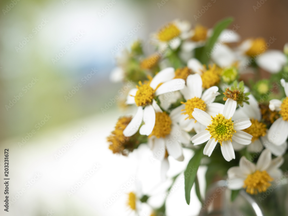 Wall mural abstract flower on soft background