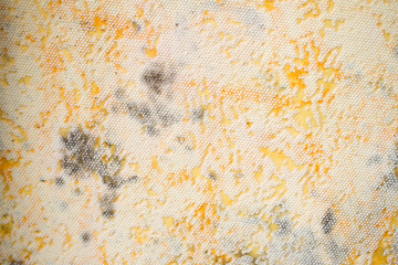 Mold on the wall. Mold on the wallpaper. Close-up