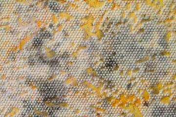 Mold on the wall. Mold on the wallpaper. Close-up