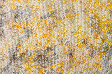 Mold on the wall. Mold on the wallpaper. Close-up