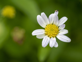Fototapeta premium abstract flower on soft background