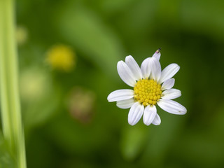Fototapeta premium abstract flower on soft background