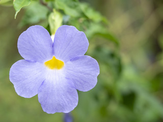 abstract flower on soft background