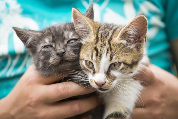 Small cats in the hands of a child