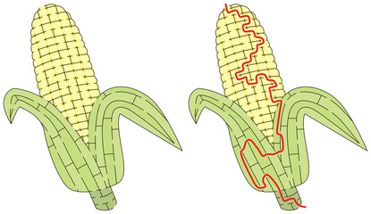 Corn maze