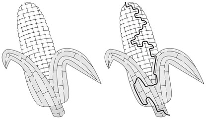 Corn maze