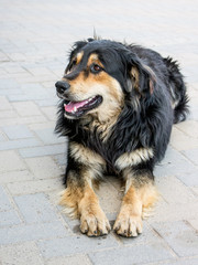 Careless beautiful dog lies on  sidewalk in  animal shelter