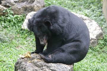 Black Sun Bear, Helarctos malayanus, Close up Black Bear from the  tropical forest habitats of Southeast Asia ,The sun bear has a short, sleek, black coat. The muzzle is short, and gray to faint orang