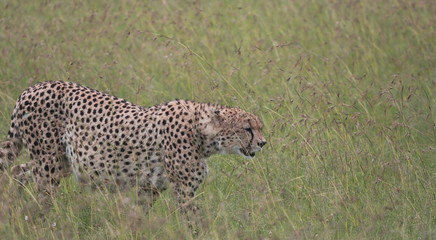 Cheetah in Wild _ Masai Mara